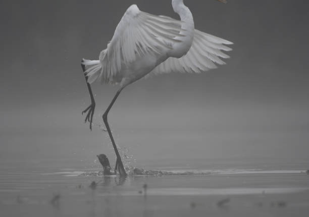 istock Cormorant trying to disturb the gret egret 681633196