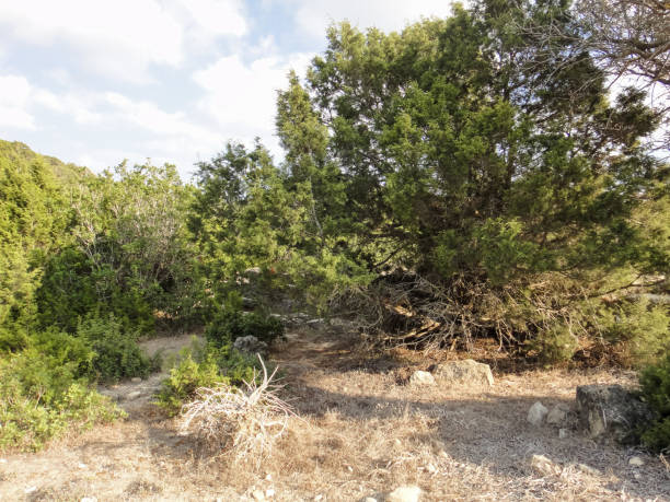 istock Lost Ancient City ruins. Karpasia (Karpass peninsula) 681636294