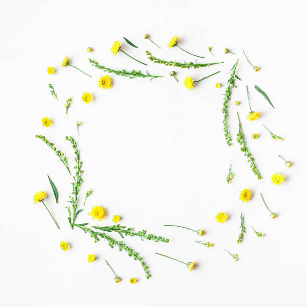 istock Frame made of yellow flowers on white background. Flat lay 681639954