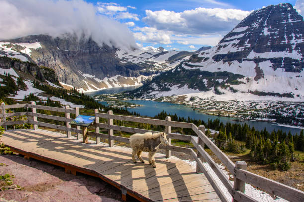 istock Hidden Lake, Glacier National Park, Montana 681649820