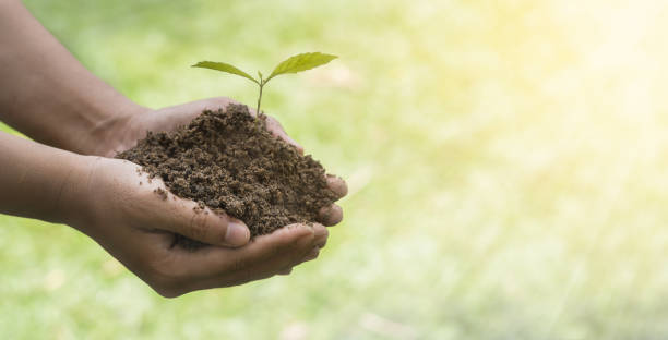 istock Farmer hands planting the seedlings into the soil. 681650530