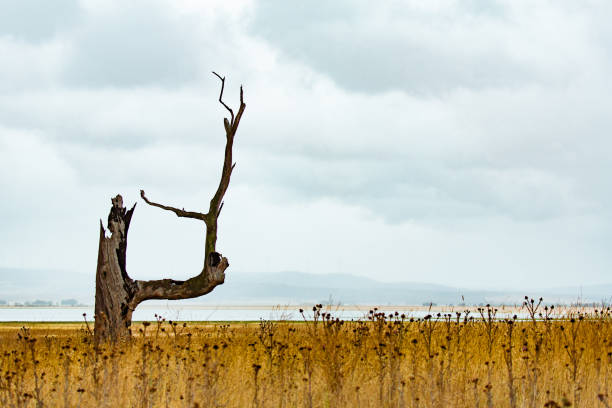 istock Broken Tree Trunk Leftovers Standing In The Grassland Near Water 681650566