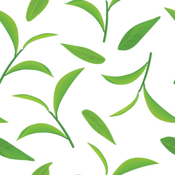 緑茶の葉し、小枝、白い背景で隔離のシームレスなパターン ベクトル - 紅茶点のイラスト素材／クリップアート素材／マンガ素材／ア イコン素材