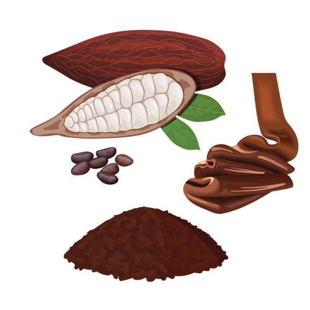 istock Fresh ripe Cocoa fruit. Cacao pod leaves and beans. Chocolate and powder 681653414