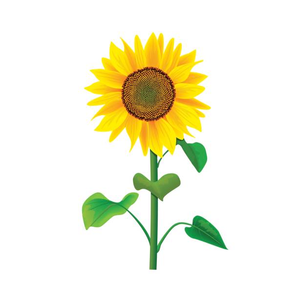 illustrazioni stock, clip art, cartoni animati e icone di tendenza di fiore di girasole o helianthus isolato con gambo e foglie su sfondo bianco - gardening flower backgrounds beauty in nature