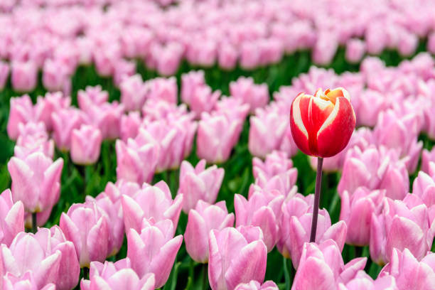 One higher and differently colored tulip protrudes above the others