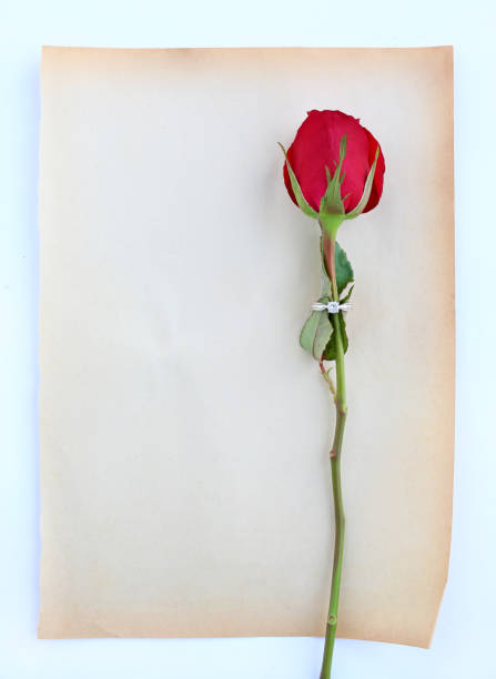istock Red roses flower with wedding ring on old brown paper against white background. 681673490