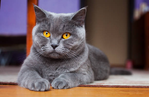 istock British Shorthair Cat lying on the floor 681682090