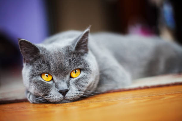 istock British Shorthair Cat lying on the floor 681682268