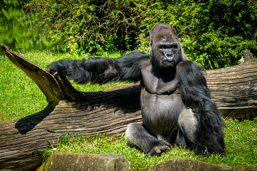 Gorilla sitting by a fallen tree
