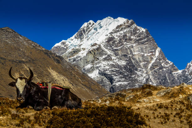 istock Yak resting in the Himalayas 681695156