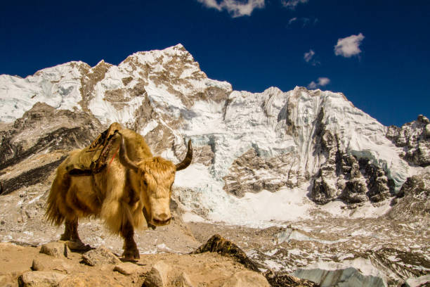istock Yak in the Himalayas 681695250