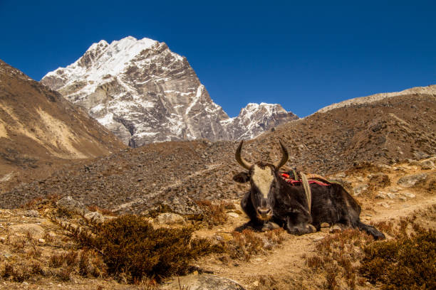 istock Yak resting in the Himalayas 681696062