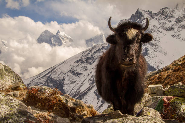 istock Yak in the Himalayas 681696618