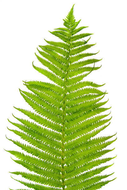 Fern leaf stock photo