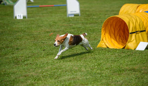 A closeup shot of a Kooikerhondje dog jumping through an agility ring