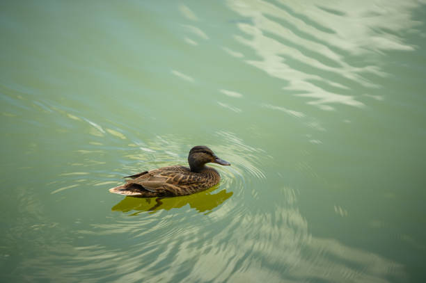 Duck swimming in the lake with reflection of the sky