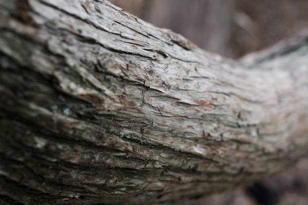 old wood tree texture. bark background pattern - rust covered imagens e fotografias de stock