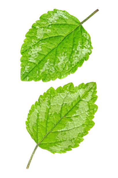Two green leaves isolated stock photo