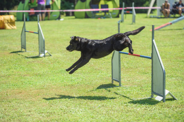 istock Black Labrador Retriever jumps over hurdle 681712726
