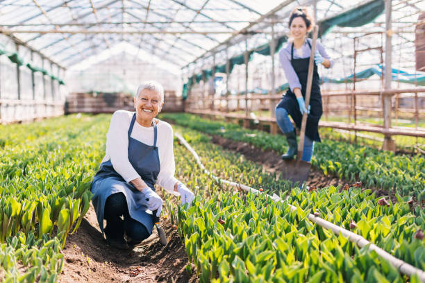 istock Taking care of the tulips 681713174