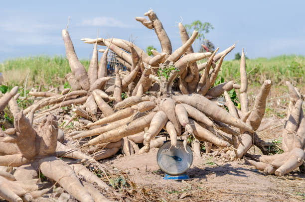 Fresh cassava harvested in farmland. stock photo