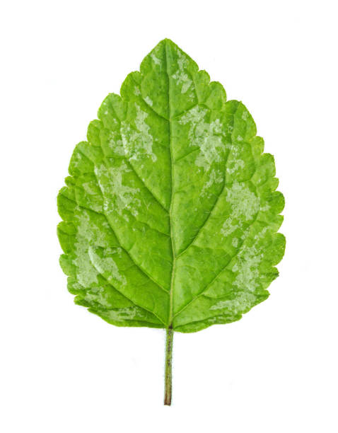Green leaf isolated stock photo