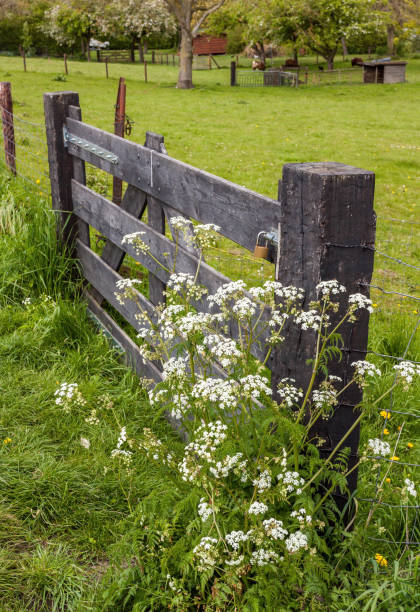 istock Wooden fence in a meadow in spring 681723092