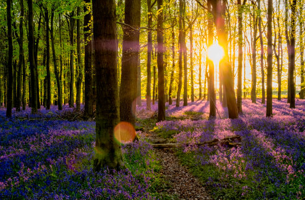 istock Evening Sun In The Bluebell Wood 681744350