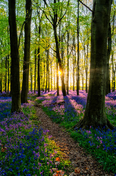 istock Evening Sun In The Bluebell Wood 681744394