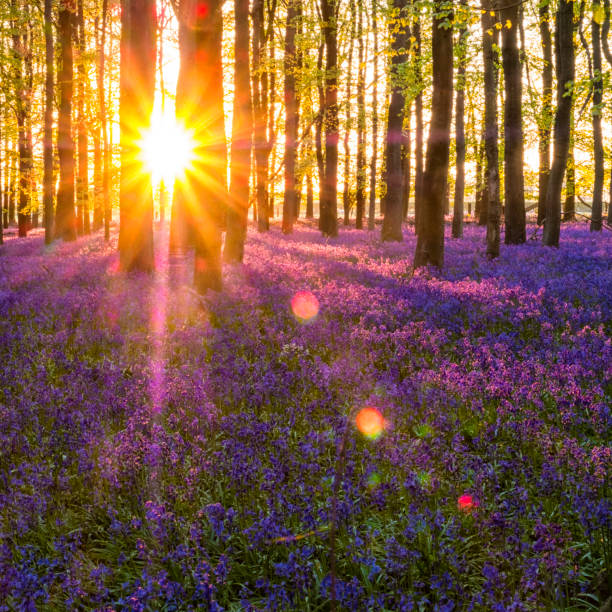 istock Evening Sun In The Bluebell Wood 681744398