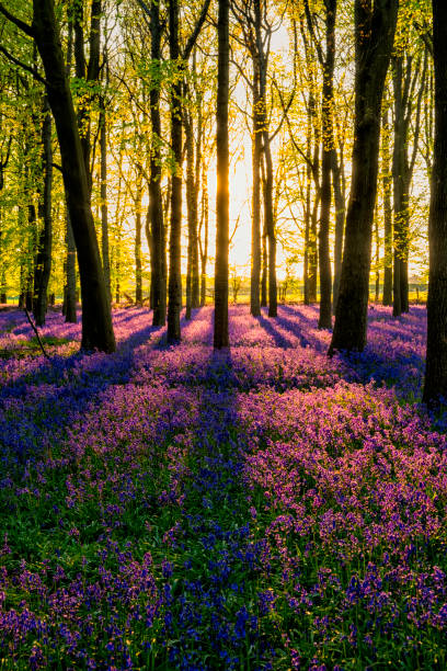 istock Evening Sun In The Bluebell Wood 681744410