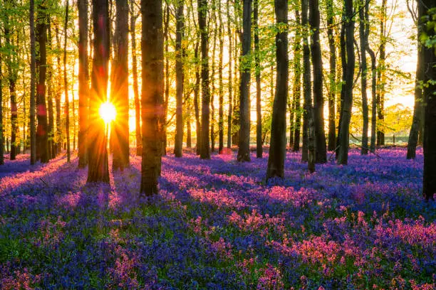 Evening Sun In The Bluebell Wood