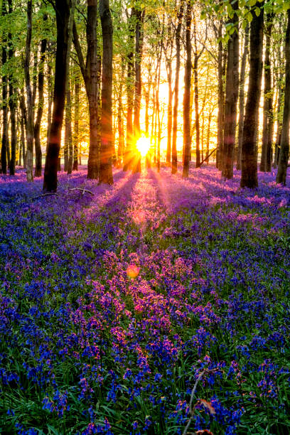 istock Evening Sun In The Bluebell Wood 681744720
