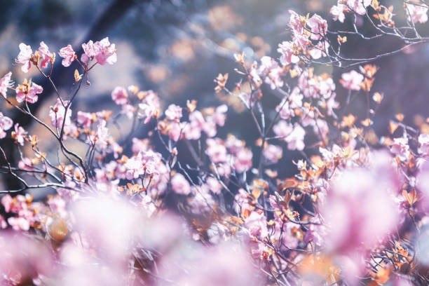 istock Beauty of flowers 681744828