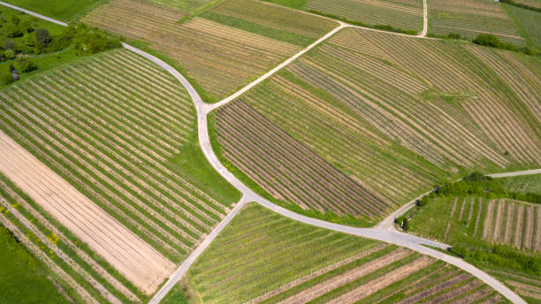 istock Aerial view of vineyards in spring 681745050