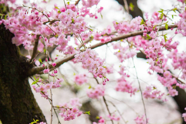 istock Fully-bloomed cherry blossoms,Tokyo,Japan. 681747320