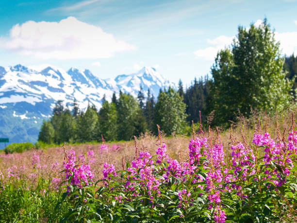 Pink wildflower fireweed in foreground of Alaskan landscape with mountain range behind. Pink wildflower fireweed in foreground of Alaskan landscape with mountain range behind. flower mountain fireweed wildflower stock pictures, royalty-free photos & images