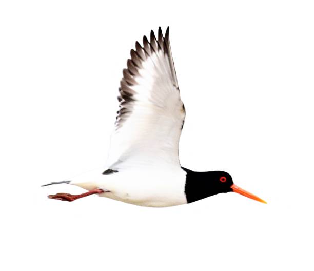 cute oystercatcher in flight isolated on a white background