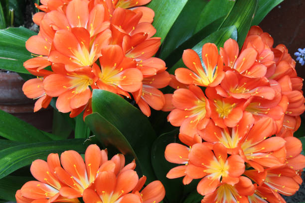 Orange Natal lily blossoms with leaves Orange Natal lily blossoms with leaves, horizontal aspect kaffir stock pictures, royalty-free photos & images