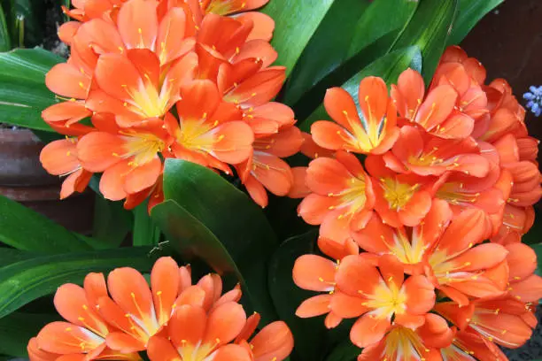 Orange Natal lily blossoms with leaves, horizontal aspect