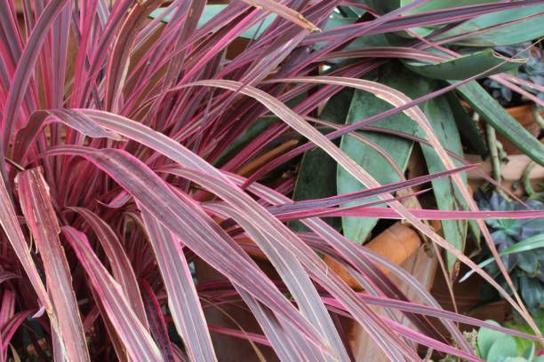 istock Pink palm leaves house plant background 681755248