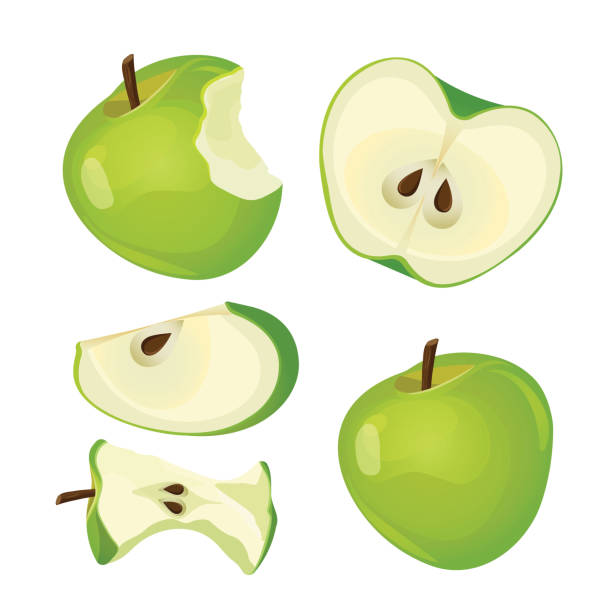 Bitten apple, whole, half and slice isolated on white background Bitten apple, whole, half and slice isolated on white background vector illustration. Mark of bitten fruit with black seeds apple with bite out stock illustrations