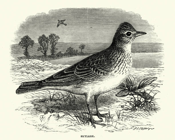 Natural history - Birds - Skylark Vintage engraving of a Skylark alauda stock illustrations
