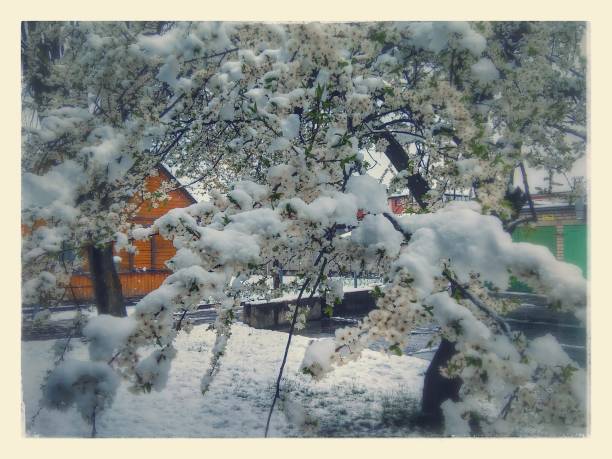 istock Picture with landscape with branch in bloomy with snow 681774216