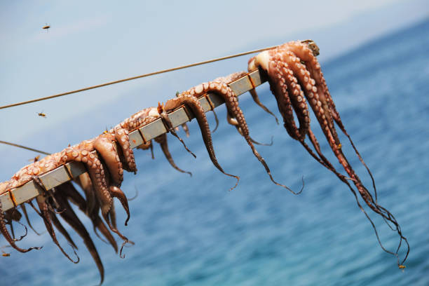 istock Octopus drying at the sun  in Chios Island. 681774222