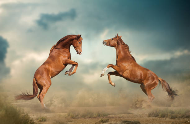 istock Battle of horses 681784602