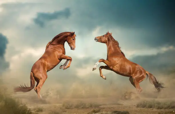 Photo of Battle of horses