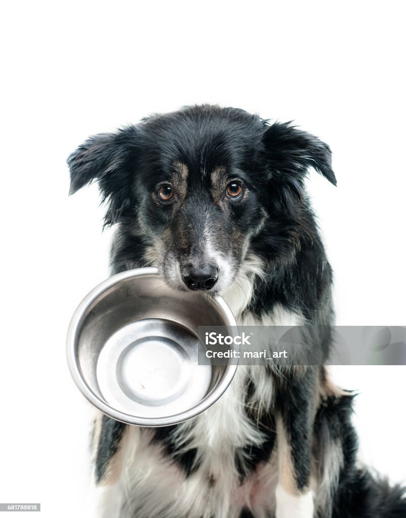 Border collie dog with empty bowl hungry border collie dog with empty bowl Bowl Stock Photo