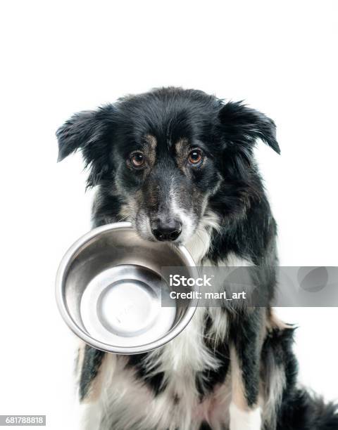 Border Collie Dog With Empty Bowl Stock Photo - Download Image Now - Bowl, Dog, Holding